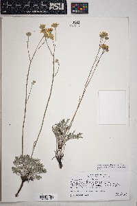 Hymenopappus filifolius var. lugens image