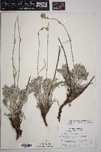 Hymenopappus filifolius var. lugens image