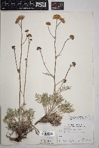 Hymenopappus filifolius var. lugens image