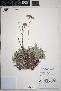 Hymenopappus filifolius var. lugens image