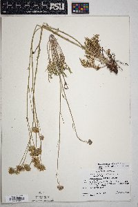 Hymenopappus filifolius var. lugens image