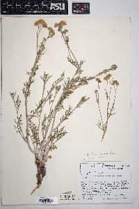 Hymenopappus filifolius var. pauciflorus image