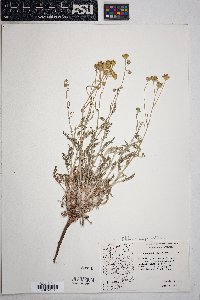 Hymenopappus filifolius var. pauciflorus image