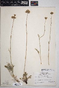 Hymenopappus filifolius var. lugens image