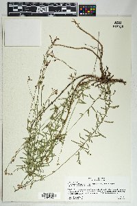 Gaura hexandra subsp. gracilis image