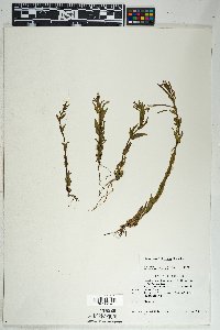 Epilobium halleanum image