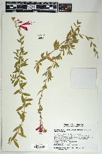 Epilobium canum subsp. latifolium image