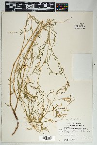 Epilobium brachycarpum image