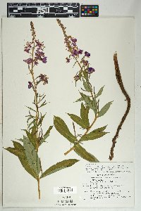 Chamaenerion angustifolium subsp. circumvagum image