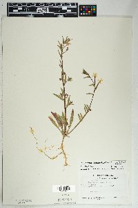 Camissonia micrantha image