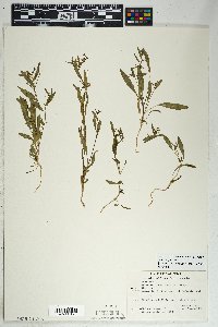 Eremothera chamaenerioides image