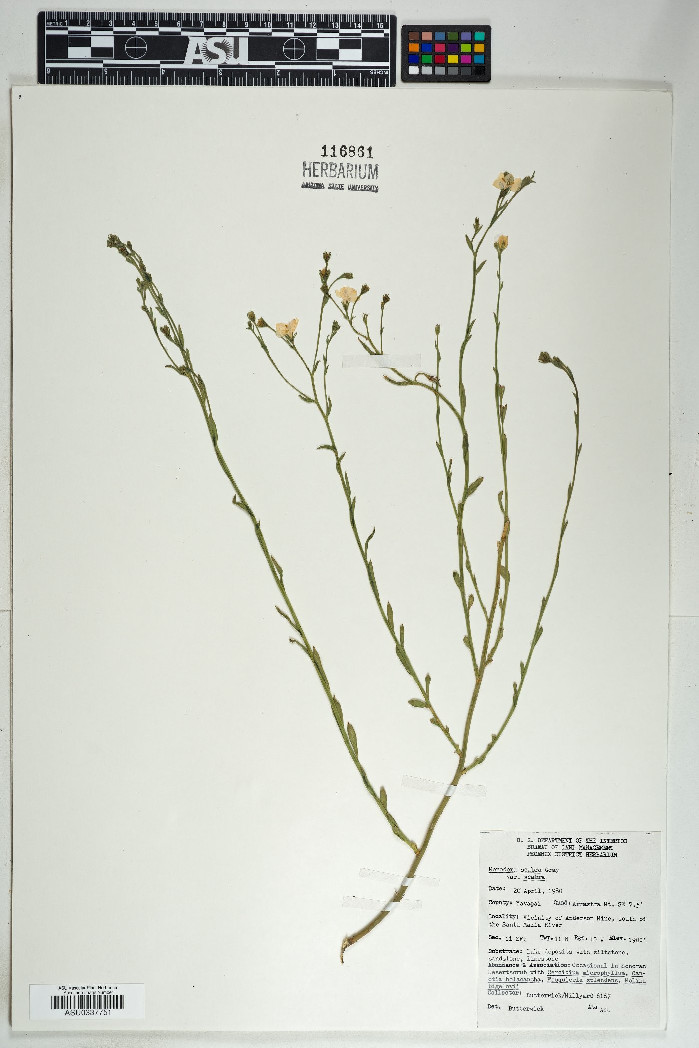 Menodora scabra var. scabra image