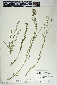 Saxifraga rhomboidea image