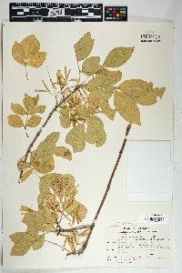 Fraxinus velutina image