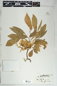 Fraxinus velutina image