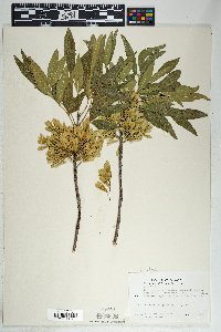 Fraxinus velutina image