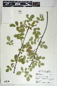 Fraxinus velutina image