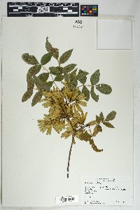 Fraxinus velutina image