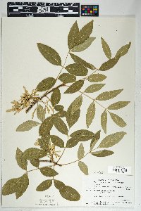 Fraxinus velutina image