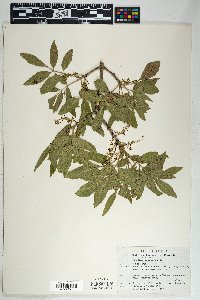 Fraxinus velutina image