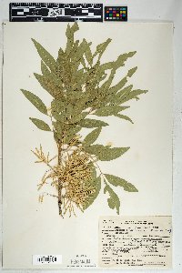 Fraxinus velutina image