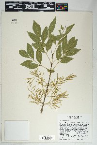 Fraxinus velutina image