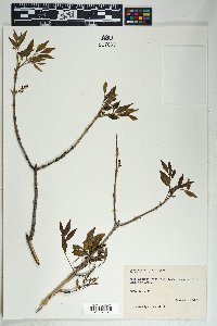 Fraxinus velutina image