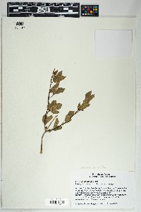 Fraxinus velutina image