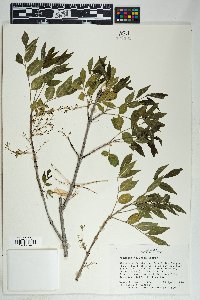 Fraxinus velutina image