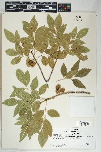 Fraxinus velutina image