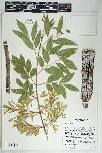 Fraxinus velutina image