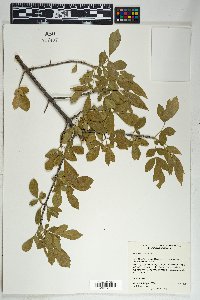 Fraxinus velutina image