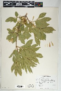 Fraxinus velutina image