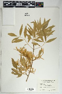 Fraxinus velutina image