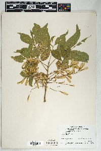 Fraxinus velutina image