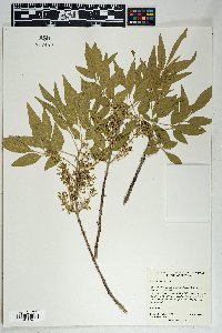 Fraxinus velutina image