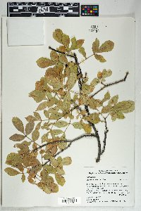 Fraxinus velutina image