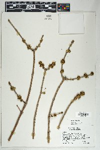 Fraxinus velutina image