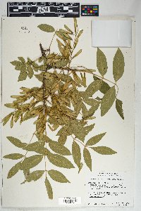 Fraxinus velutina image