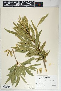 Fraxinus velutina image