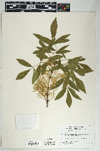 Fraxinus velutina image