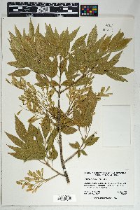 Fraxinus velutina image