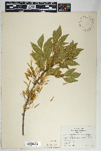 Fraxinus velutina image