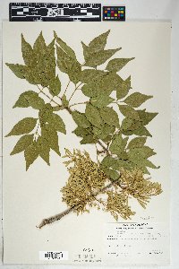 Fraxinus velutina image