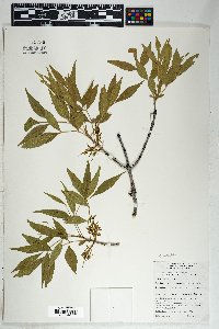 Fraxinus velutina image