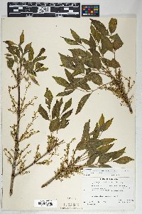 Fraxinus velutina image