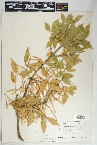 Fraxinus velutina image