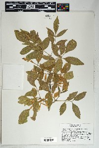 Fraxinus velutina image