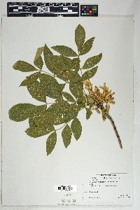 Fraxinus velutina image