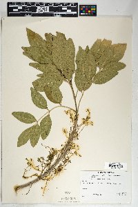 Fraxinus velutina image